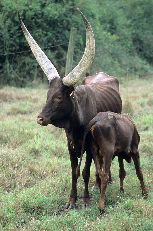 安科勒-瓦图西牛， 乌干达